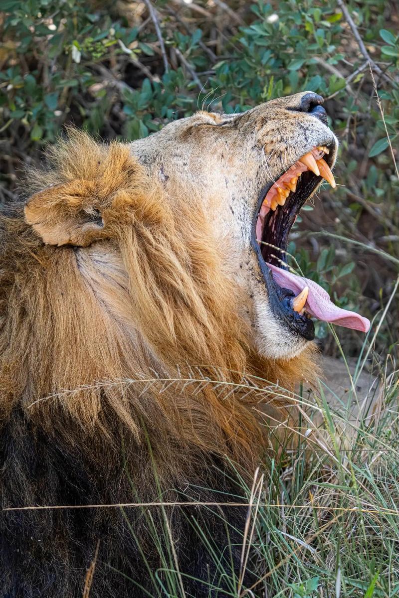 雄狮王者蓄势待发,一鸣惊人 雄狮王者蓄势待发,一鸣惊人